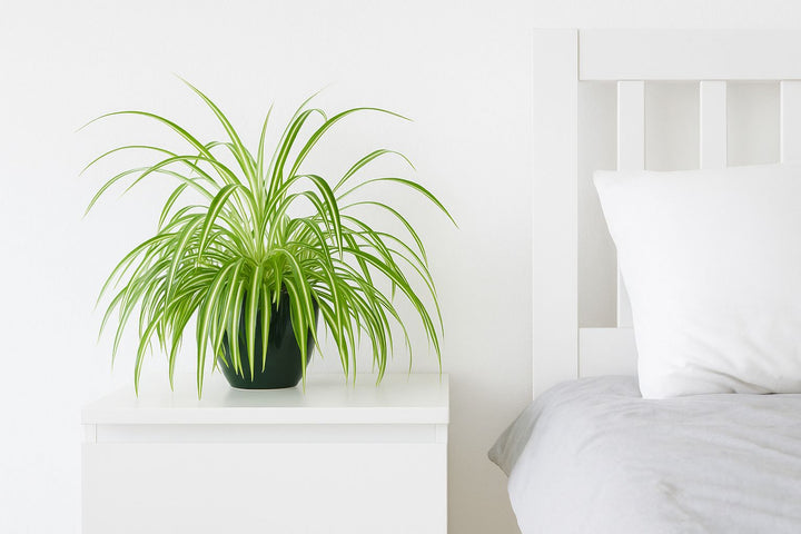 Grünlilie im Schlafzimmer: Vorteile & Pflege