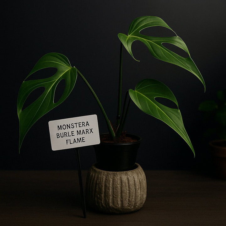 Warum ist die Monstera Burle Marx Flame so teuer?
