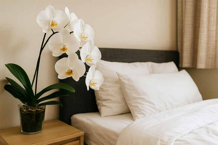 Orchidee im Schlafzimmer: Vorteile, Pflege und Risiken