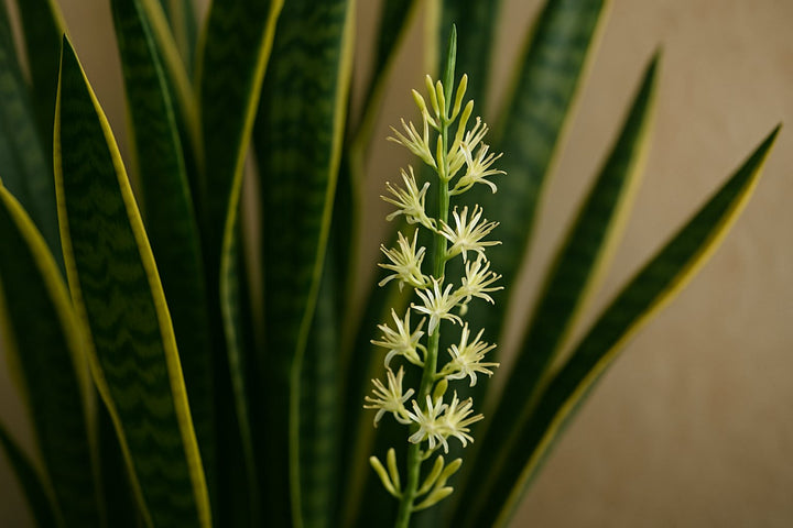 Bogenhanf Blüte: Was sie bedeutet und was du jetzt tun solltest