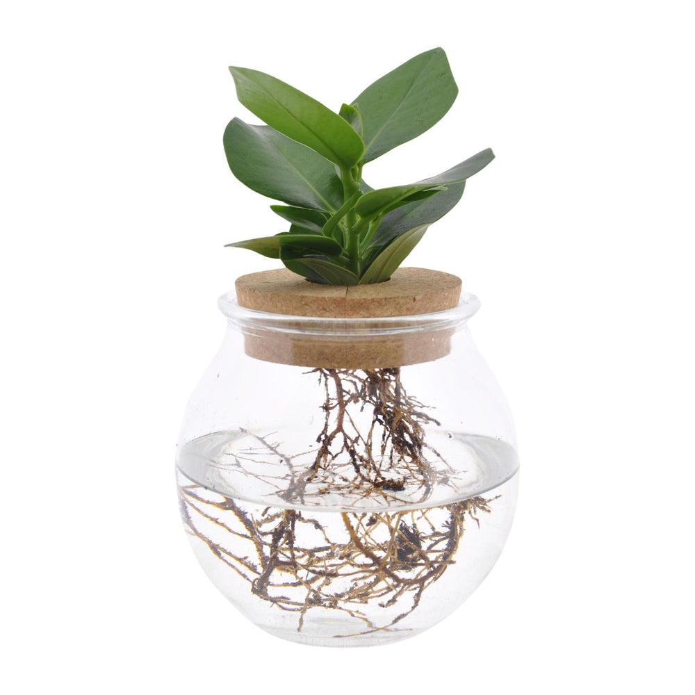 Clusia In Bowlglas - 30cm in einem modernen Studio mit modernem Topf