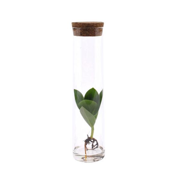 Clusia im Tube-Glas - 15cm in einem modernen Studio mit modernem Topf