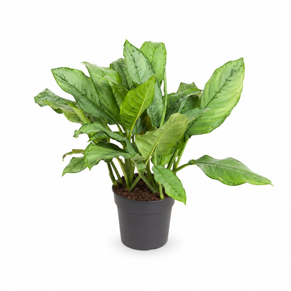 Aglaonema B.J, Freedman (70cm, Ø24cm) im Kulturtopf