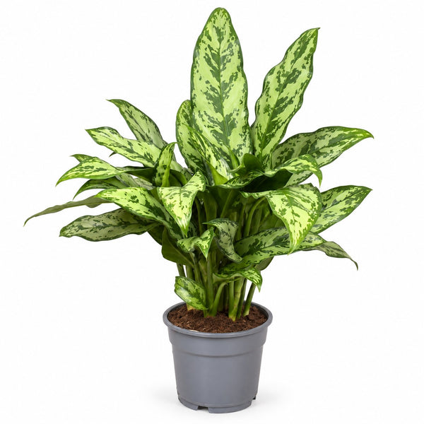 Aglaonema Romeo - 60cm im Kulturtopf
