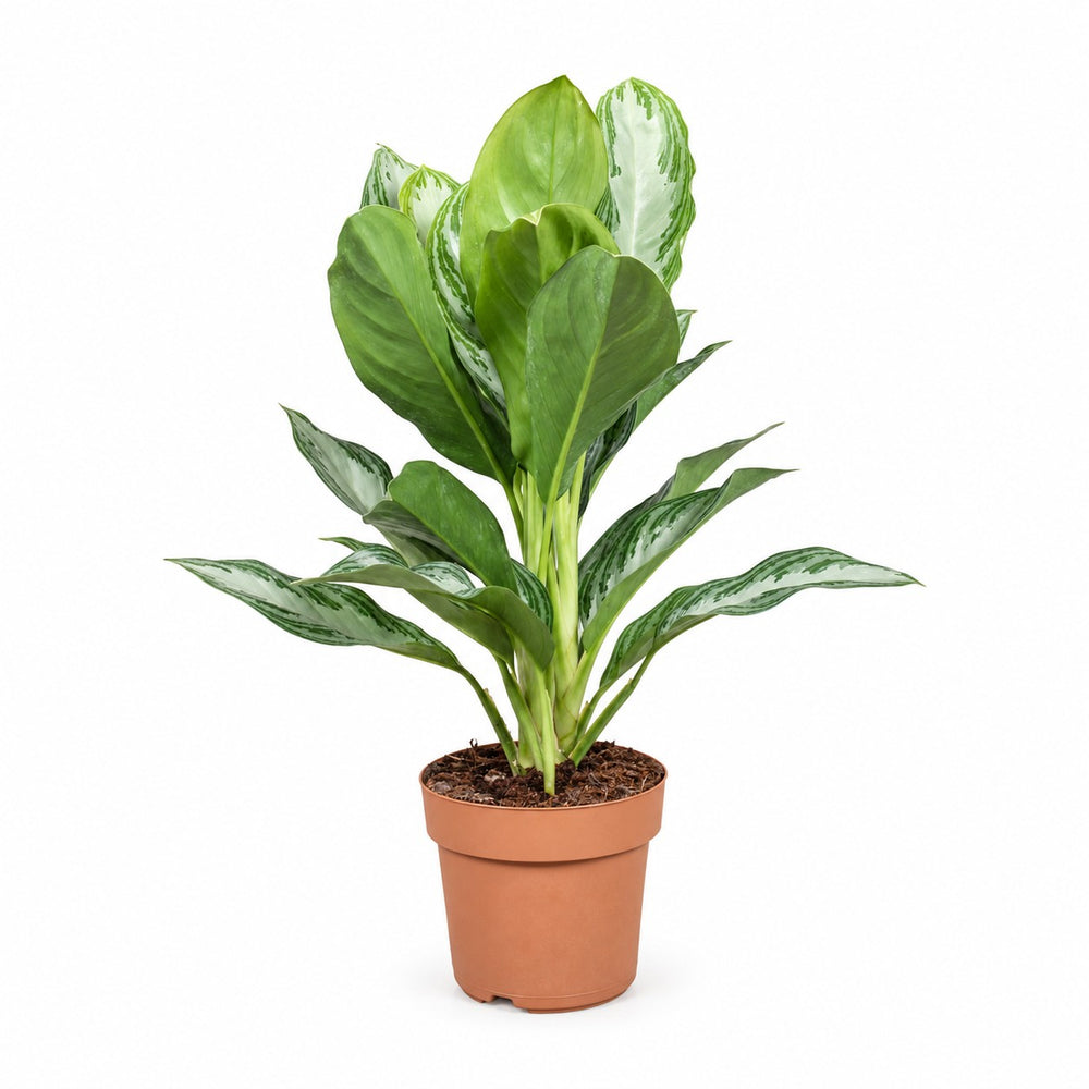 Aglaonema Silver Bay (55cm, Ø17cm) im Kulturtopf