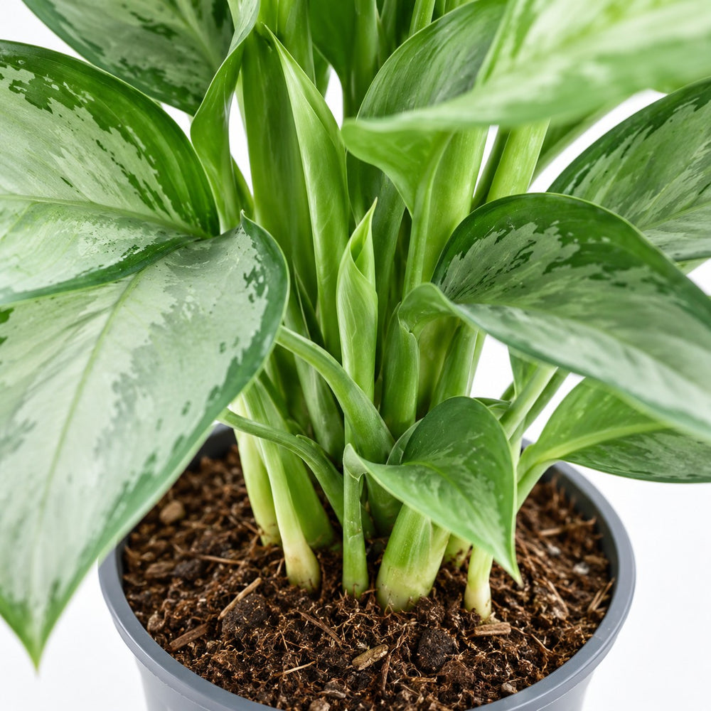 Aglaonema Silverado, Nahaufnahme Wuchs und Triebansatz