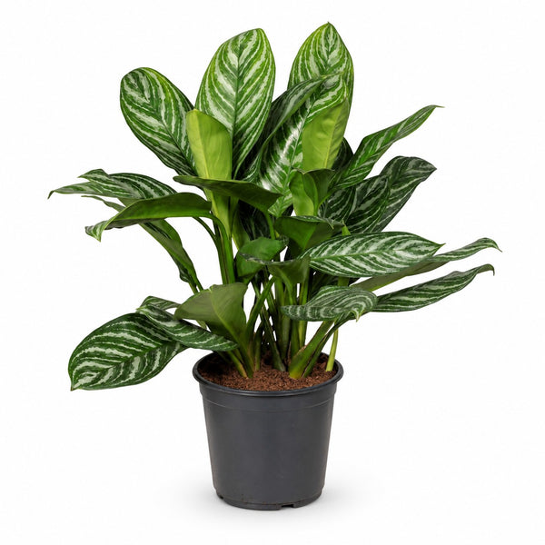 Aglaonema Stripes (80cm, Ø21cm) im Kulturtopf