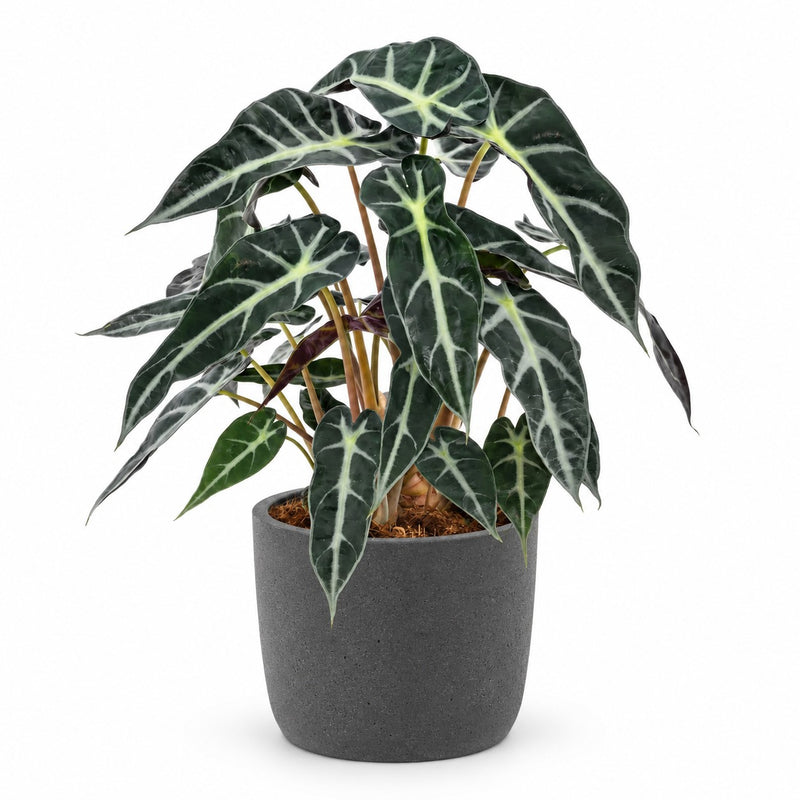 Alocasia Bambino Arrow Detail