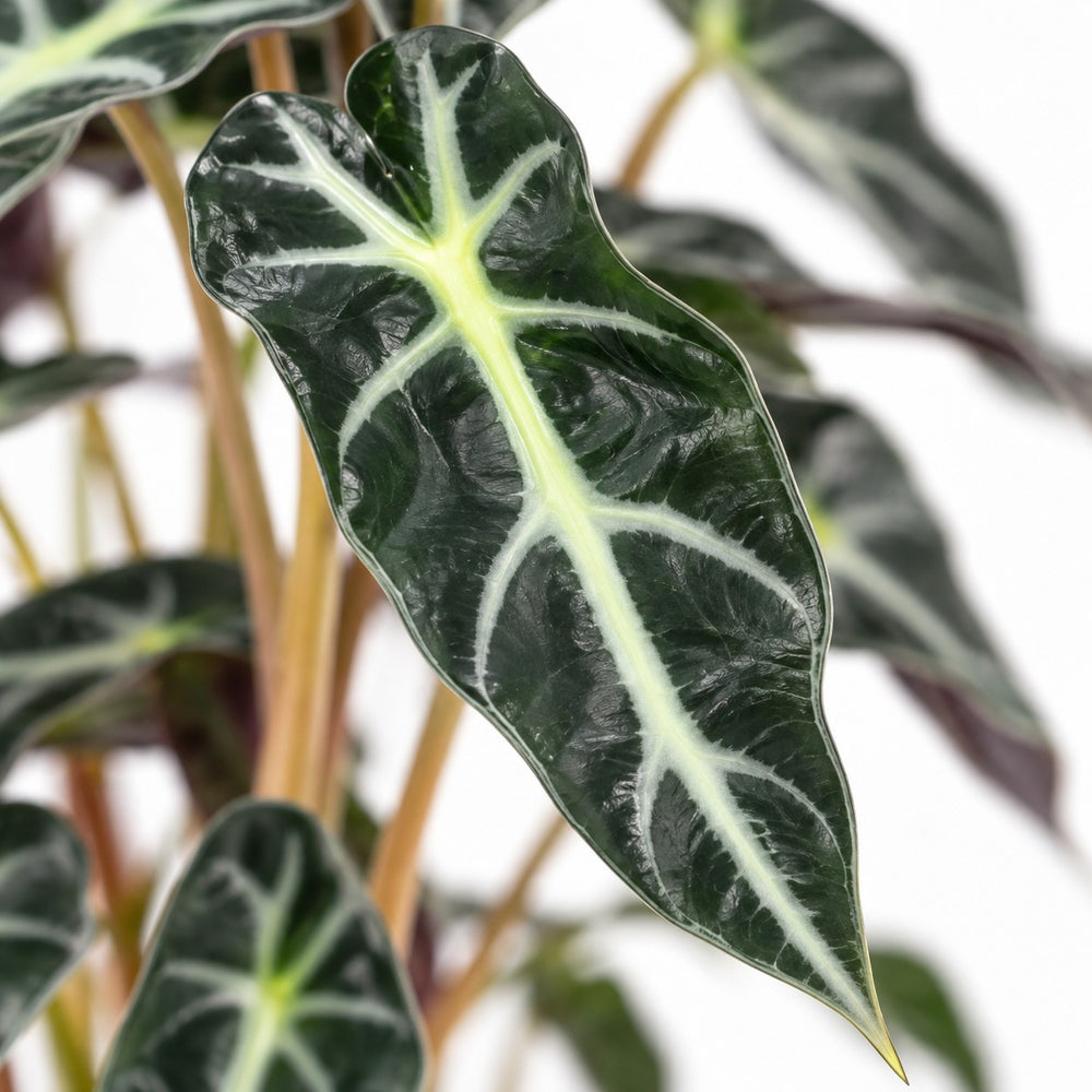 Alocasia Bambino Arrow, Nahaufnahme Blatt