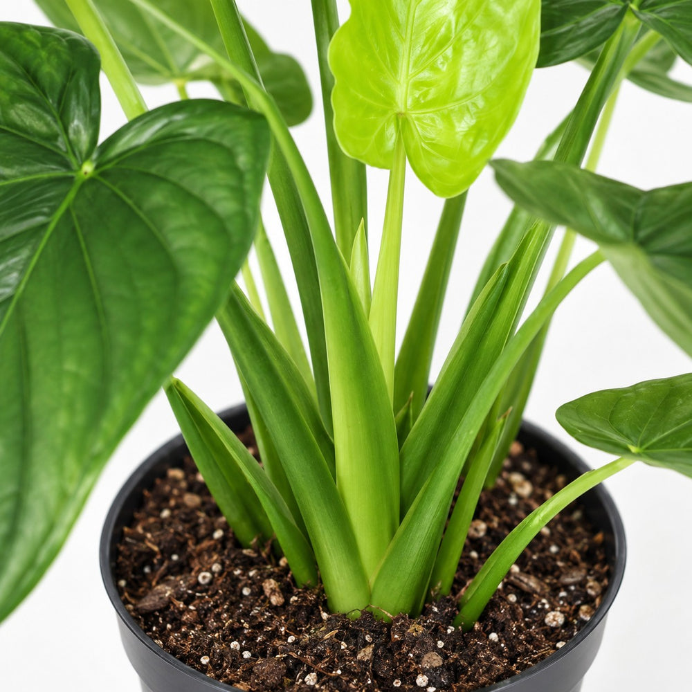 Alocasia Cucullata (55cm, Ø19cm), Nahaufnahme Wuchs und Triebansatz