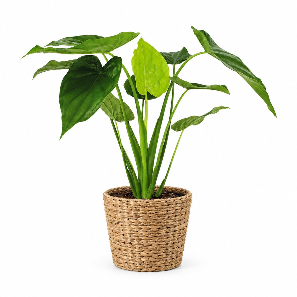 Alocasia Cucullata (55cm, Ø19cm), Stylingbeispiel im Übertopf (Übertopf nicht enthalten)