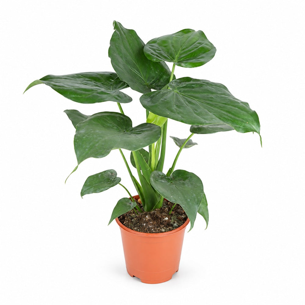 Alocasia Cucullata (80cm, Ø21cm) im Kulturtopf