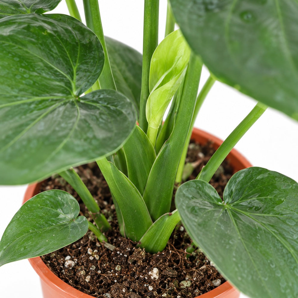 Alocasia Cucullata, Nahaufnahme Wuchs und Triebansatz