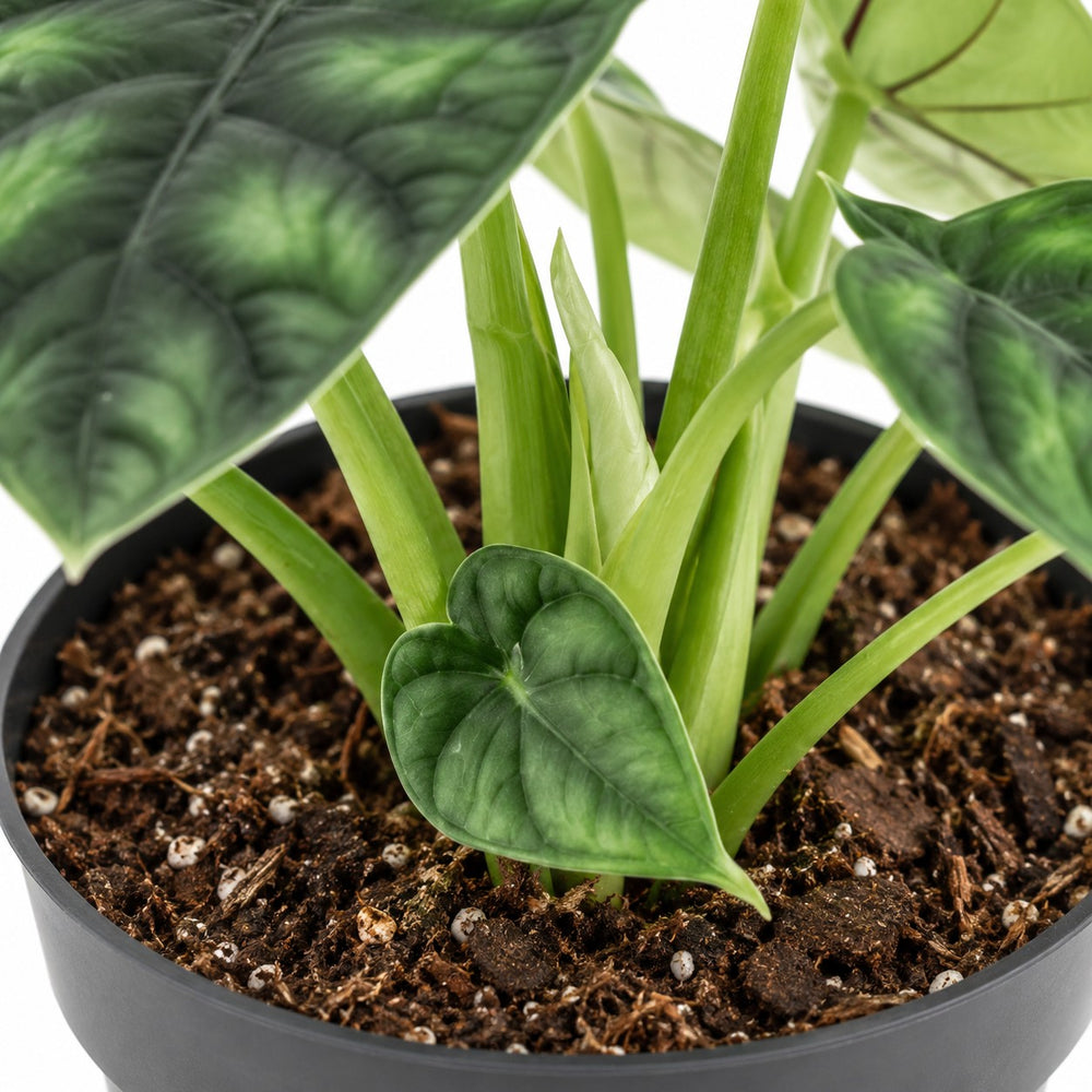 Alocasia Dragon Scale, Nahaufnahme Wuchs und Triebansatz