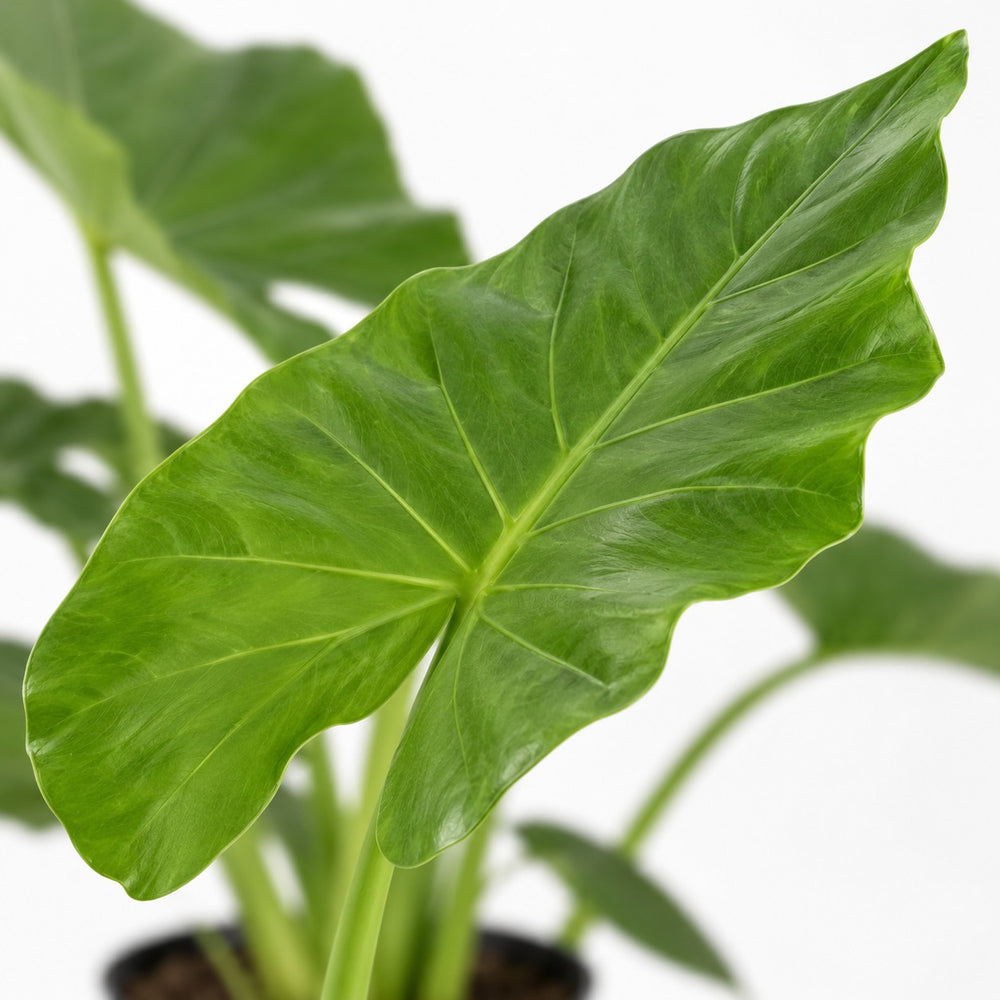 Alocasia Macrorrhiza, Nahaufnahme Blatt
