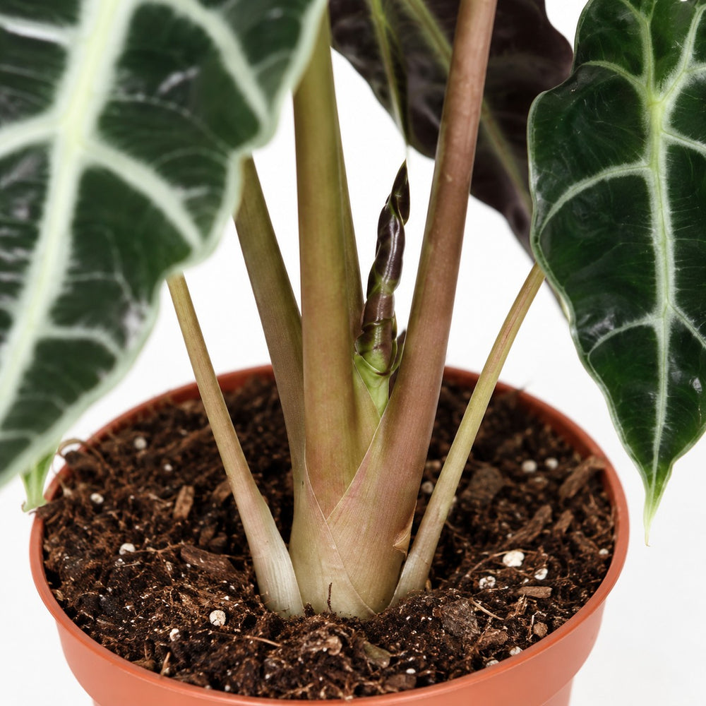 Alocasia Polly (30cm, Ø12cm), Nahaufnahme Wuchs und Triebansatz