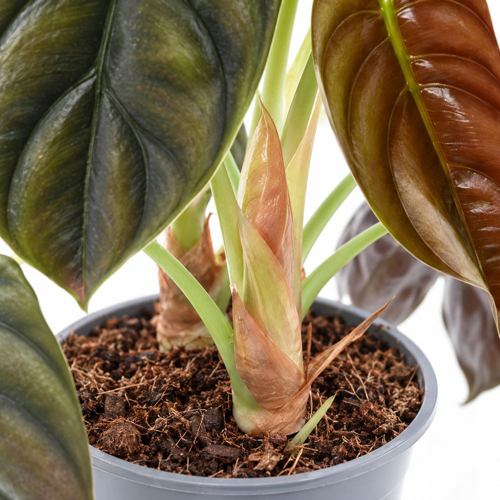 Alocasia Red Secret, Nahaufnahme Wuchs und Triebansatz