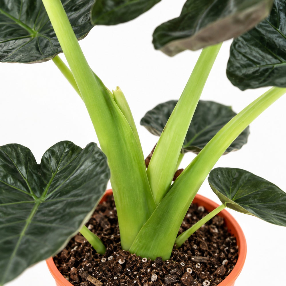 Alocasia Regal Shield, Nahaufnahme Wuchs und Triebansatz