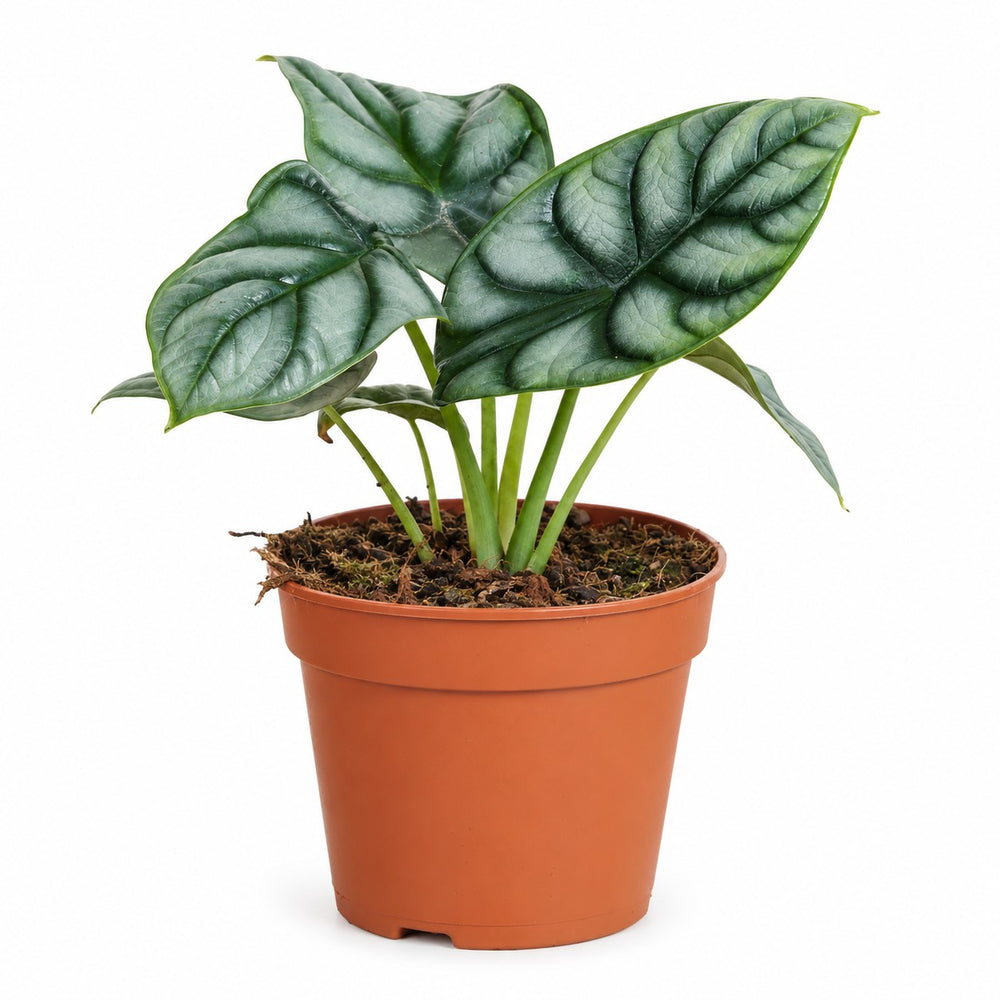 Alocasia Silver Dragon (25cm, Ø12cm) im Kulturtopf