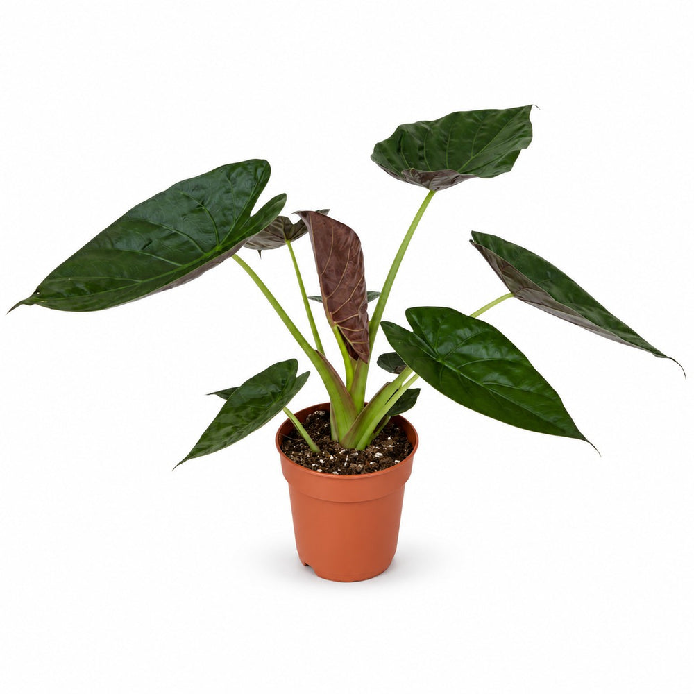 Alocasia Wentii (85cm, Ø19cm) im Kulturtopf