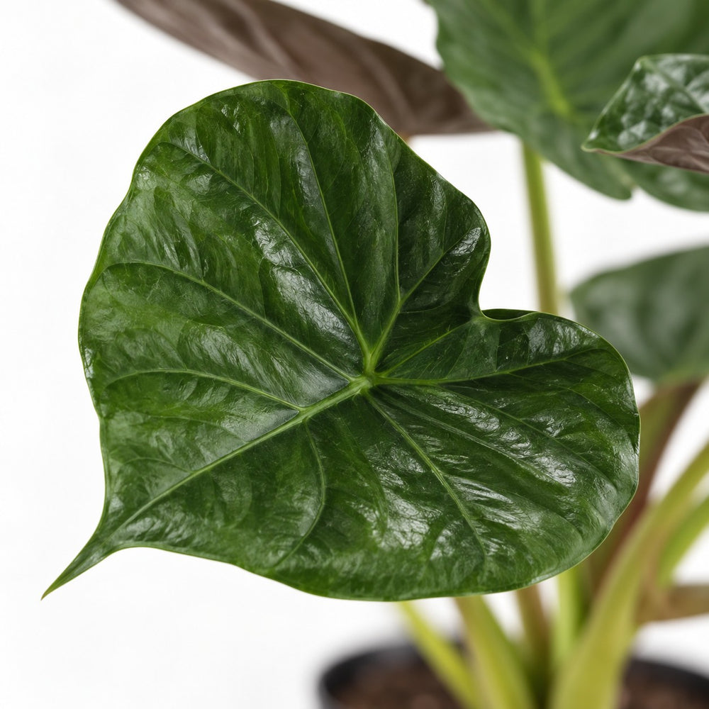 Alocasia Wentii, Nahaufnahme Blatt
