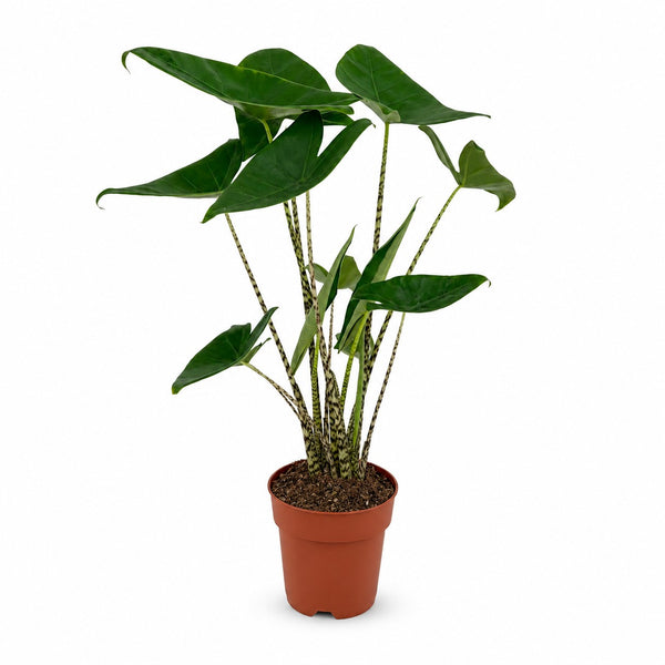 Alocasia Zebrina (75cm, Ø19cm) im Kulturtopf