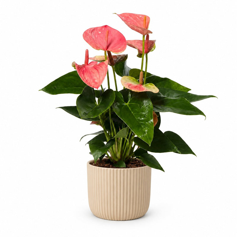 Anthurium Sweet Dream Detail