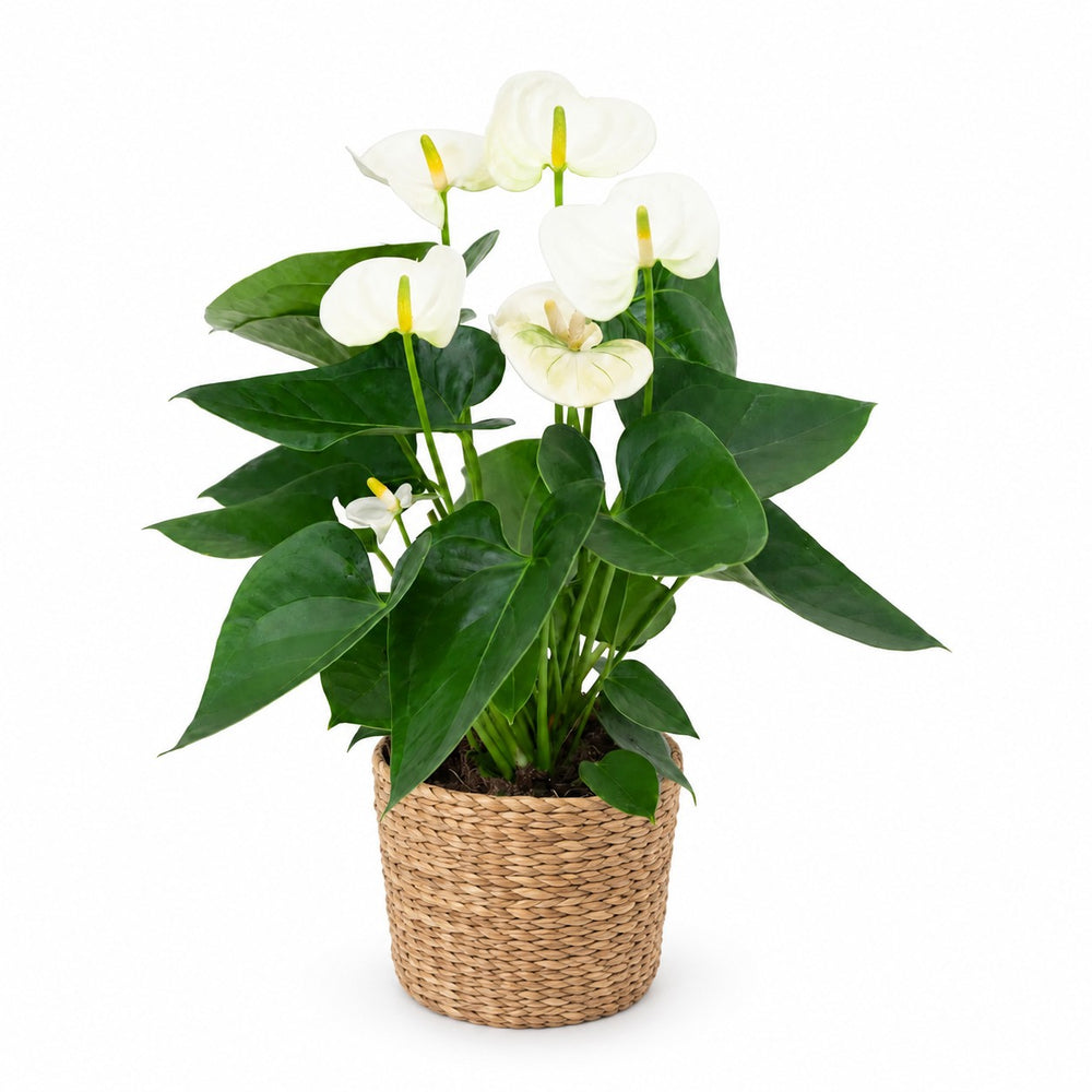 Anthurium White (43cm, Ø12cm), Stylingbeispiel im Übertopf (Übertopf nicht enthalten)