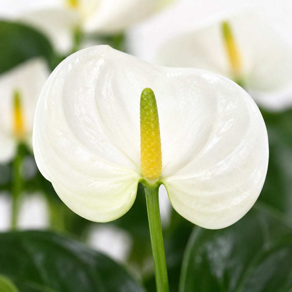 Anthurium White, Nahaufnahme Blatt