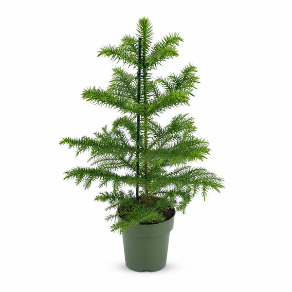 Araucaria Heterophylla (40cm, Ø14cm) im Kulturtopf