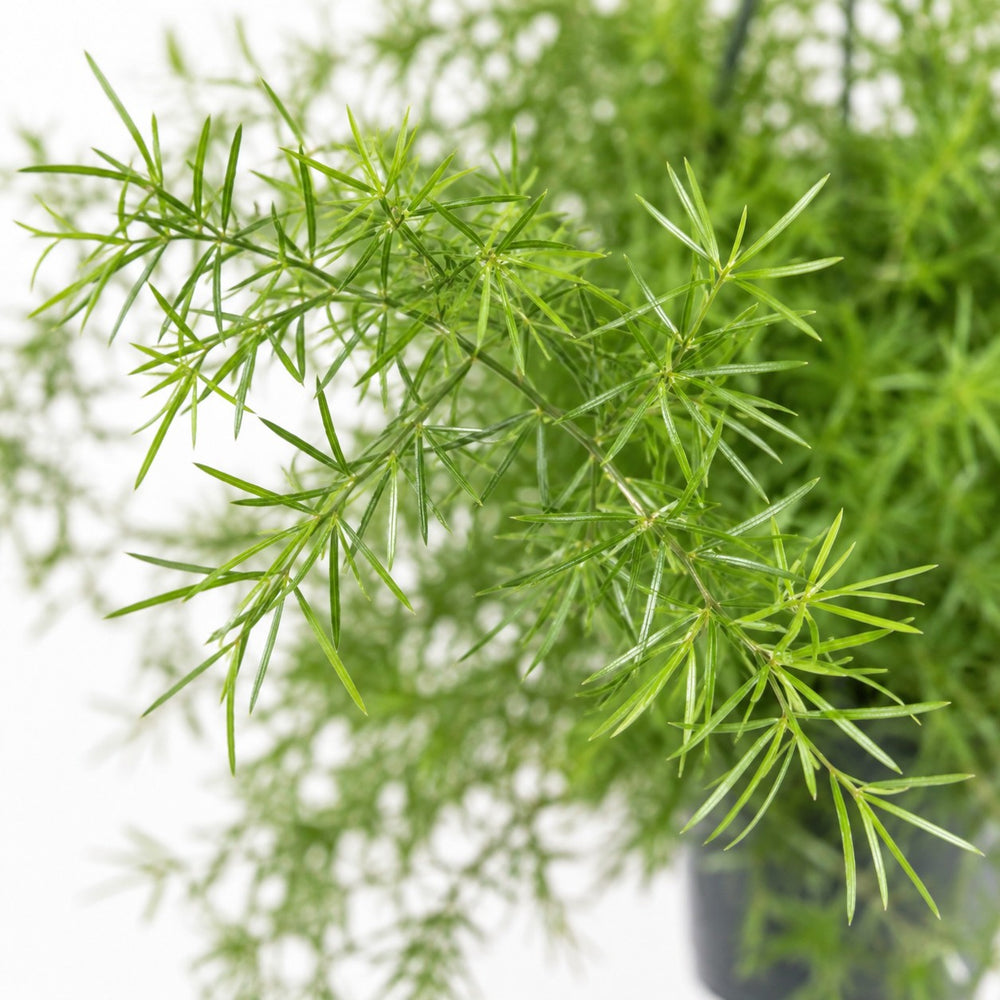 Asparagus Sprengeri hängend, Nahaufnahme Blatt
