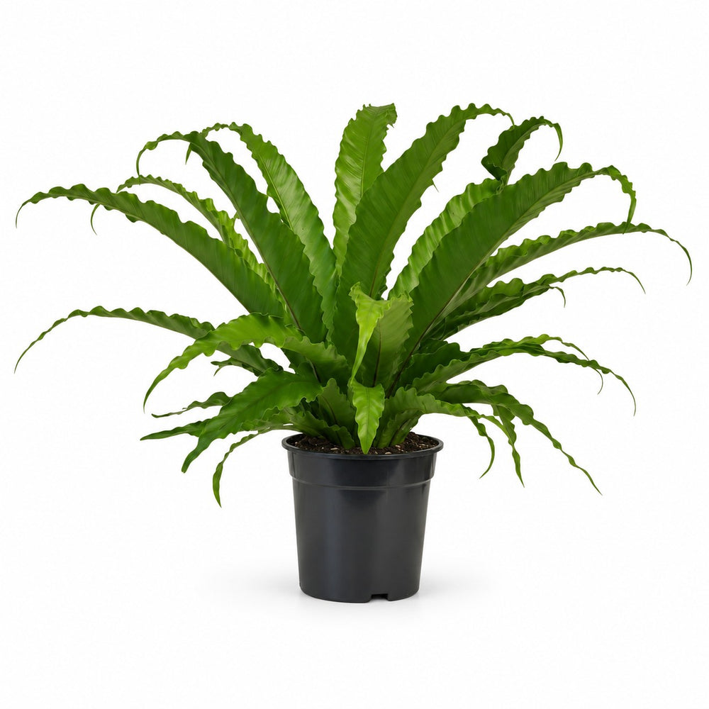 Asplenium Antiquum Osaka (40cm, Ø17cm) im Kulturtopf
