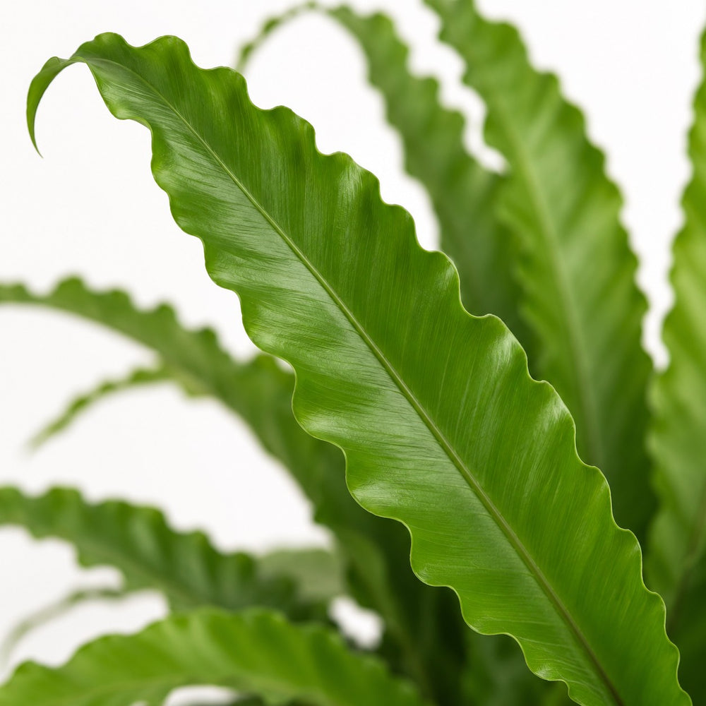 Asplenium Antiquum Osaka (40cm, Ø17cm), Nahaufnahme Blatt