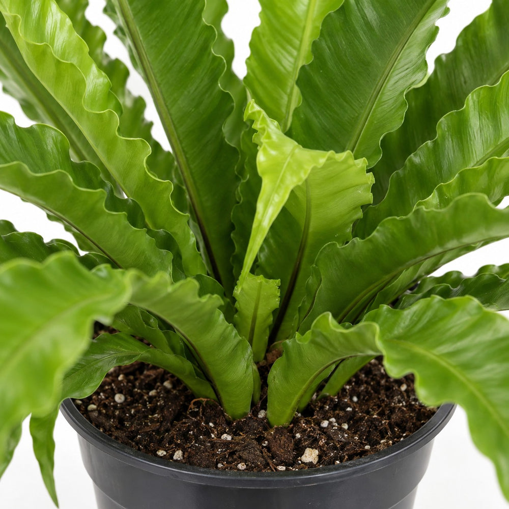 Asplenium Antiquum Osaka (40cm, Ø17cm), Nahaufnahme Wuchs und Triebansatz