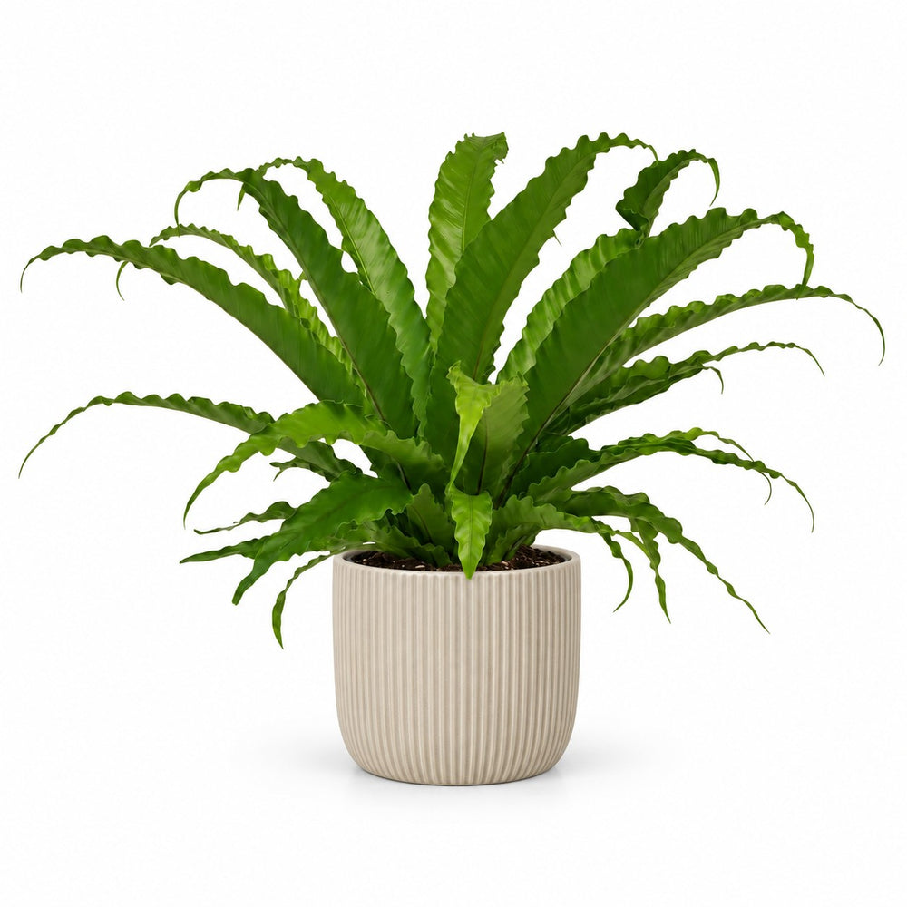 Asplenium Antiquum Osaka (40cm, Ø17cm), Stylingbeispiel im Übertopf (Übertopf nicht enthalten)