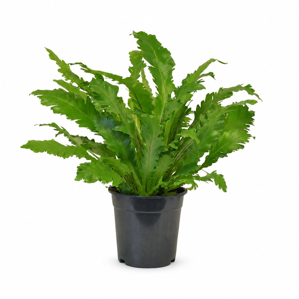 Asplenium Campio (50cm, Ø17cm) im Kulturtopf