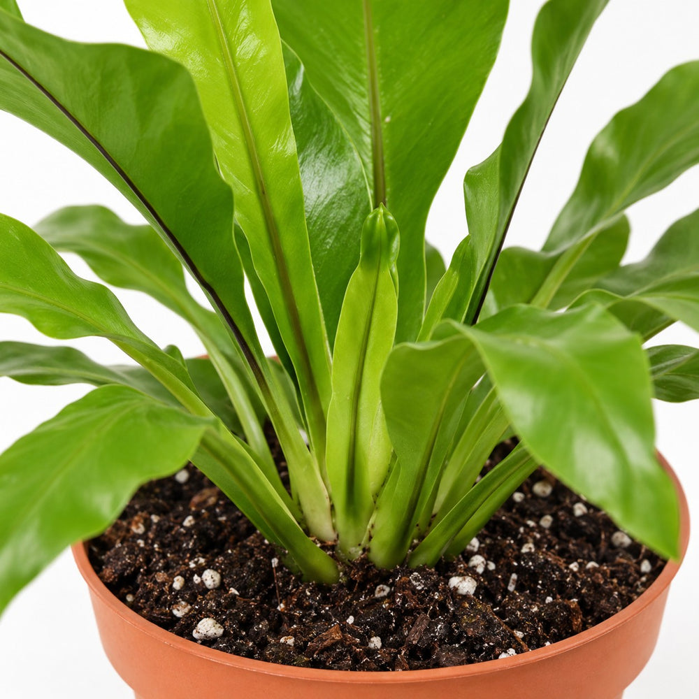 Asplenium Nidus (35cm, Ø12cm), Nahaufnahme Wuchs und Triebansatz