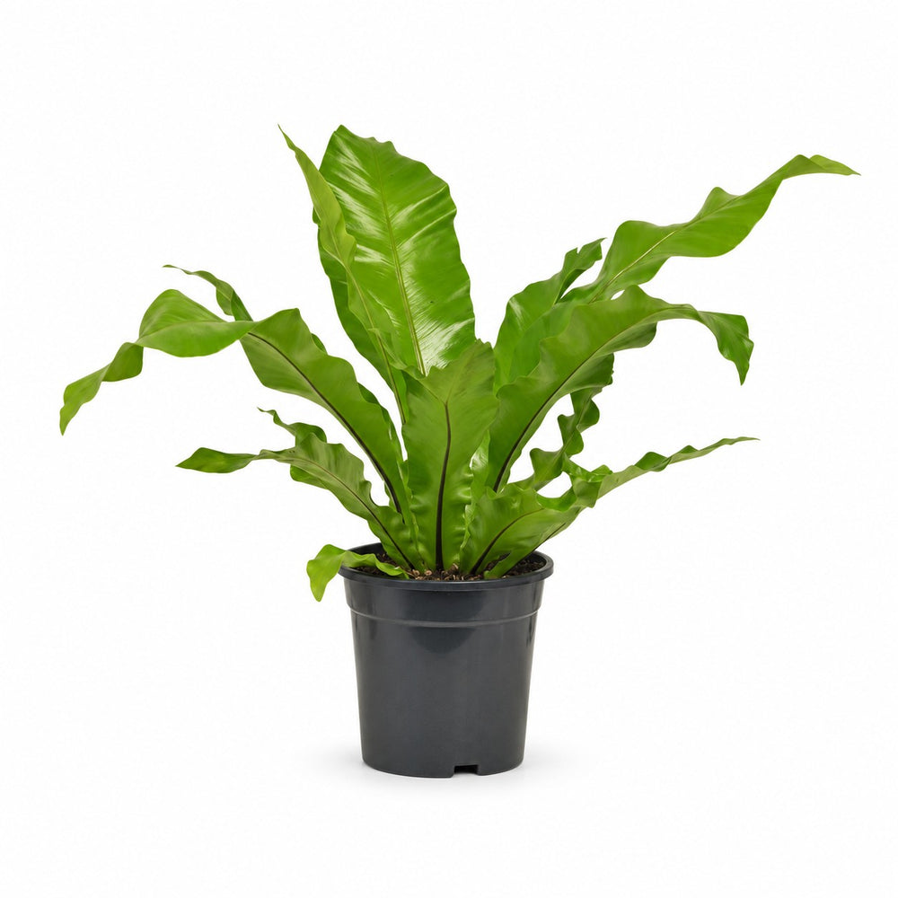 Asplenium Nidus (60cm, Ø17cm) im Kulturtopf
