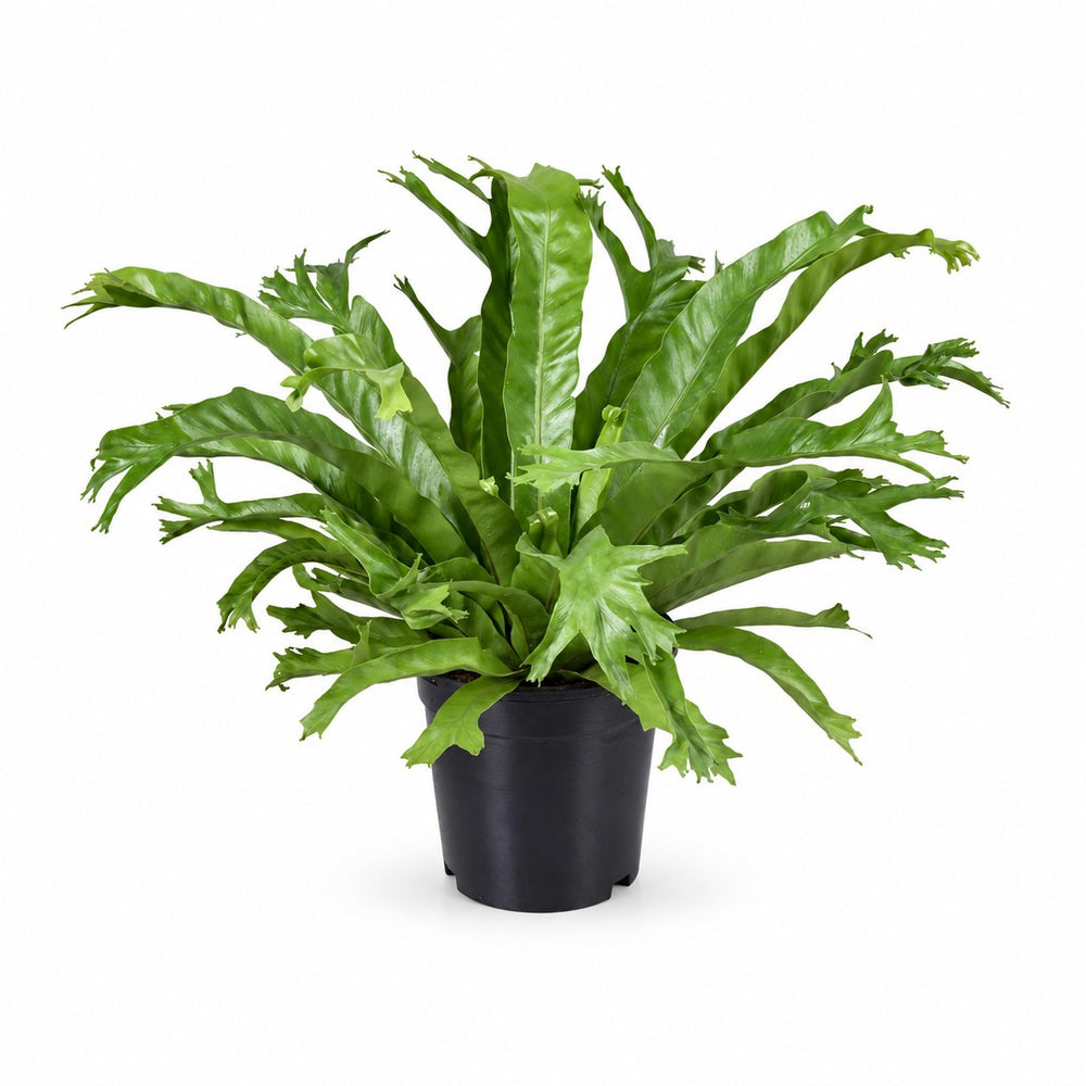 Asplenium Nidus Crissie (40cm, Ø17cm) im Kulturtopf