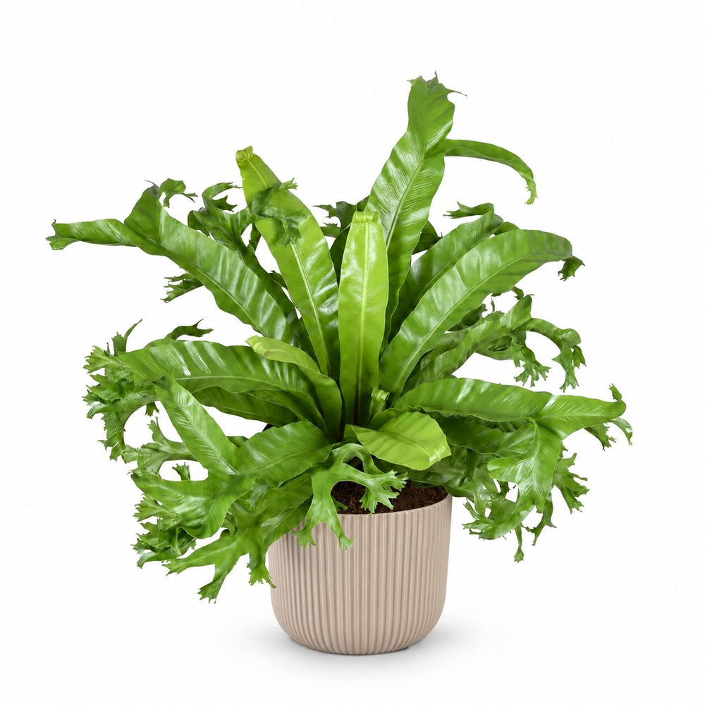 Asplenium Nidus Crissie (55cm, Ø23cm), Stylingbeispiel im Übertopf (Übertopf nicht enthalten)