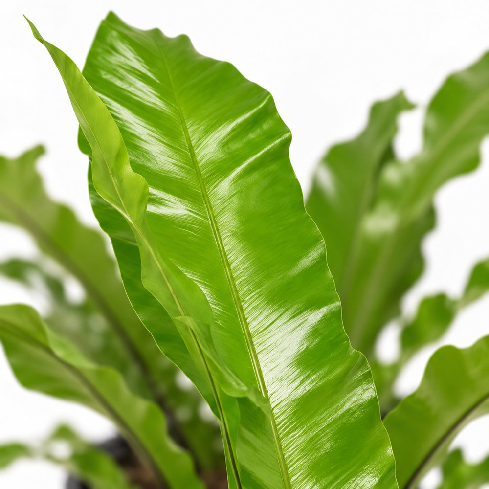 Asplenium Nidus, Nahaufnahme Blatt