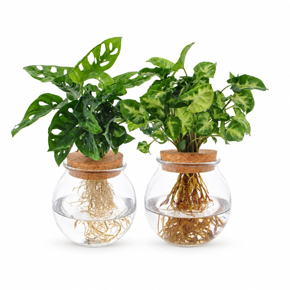 Bowlglas-Duo Monstera Adansonii/Syngonium Green - 12-30cm im Kulturtopf