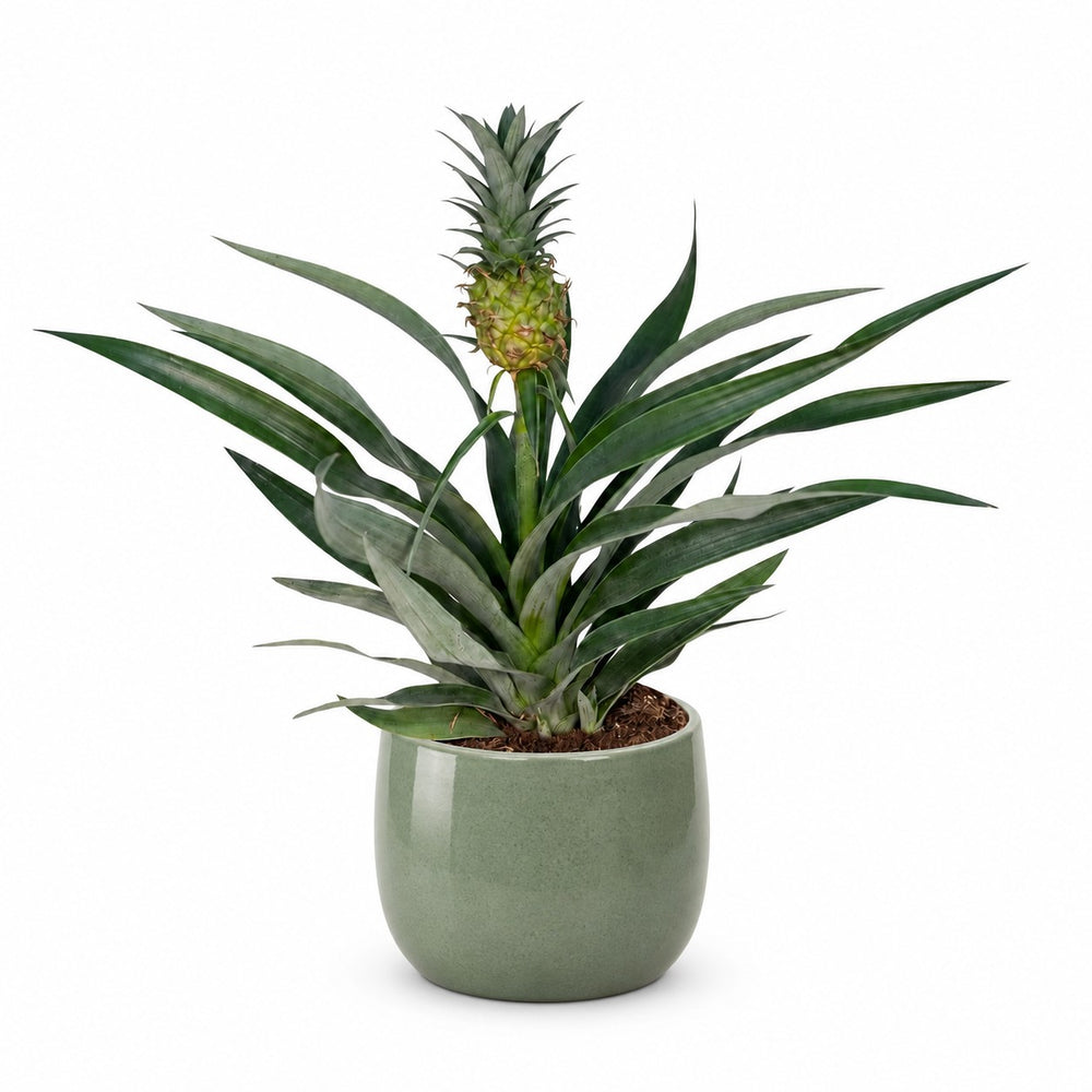 Bromelia Ananas (30cm, Ø12cm), Stylingbeispiel im Übertopf (Übertopf nicht enthalten)