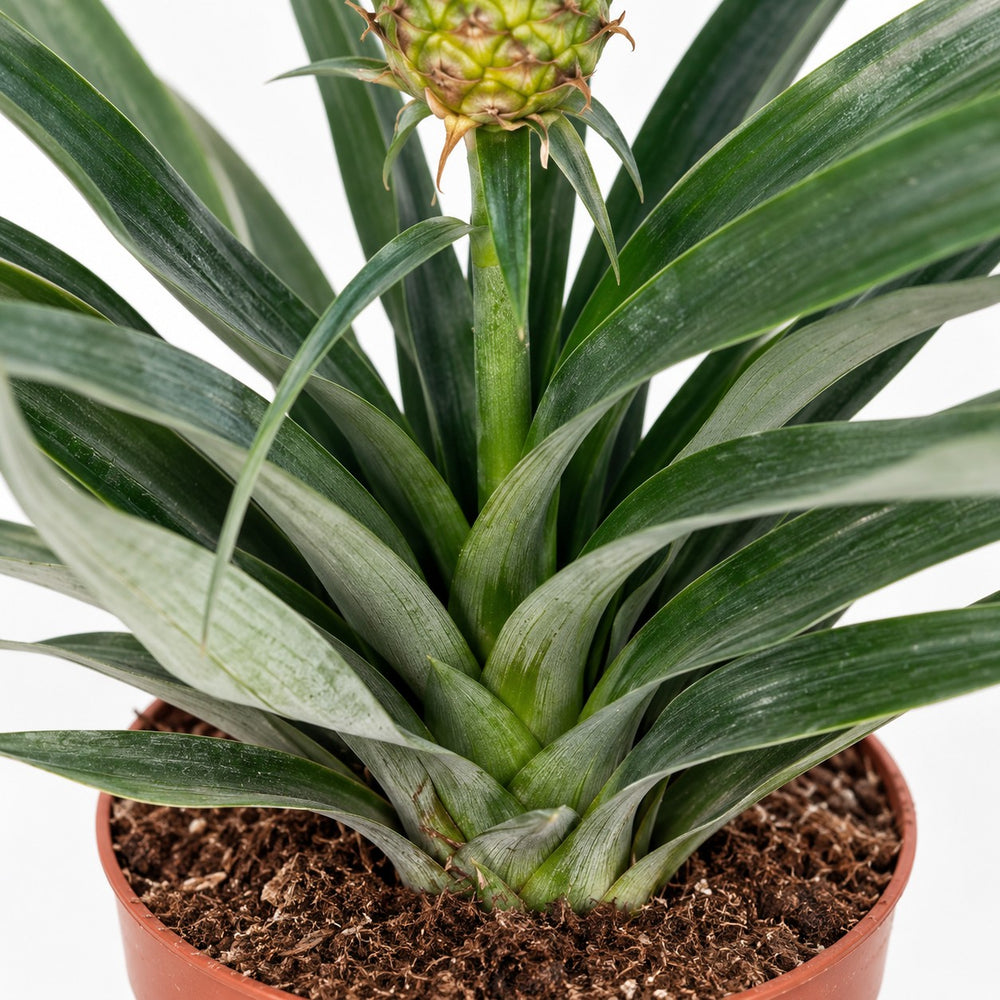 Bromelia Ananas, Nahaufnahme Wuchs und Triebansatz