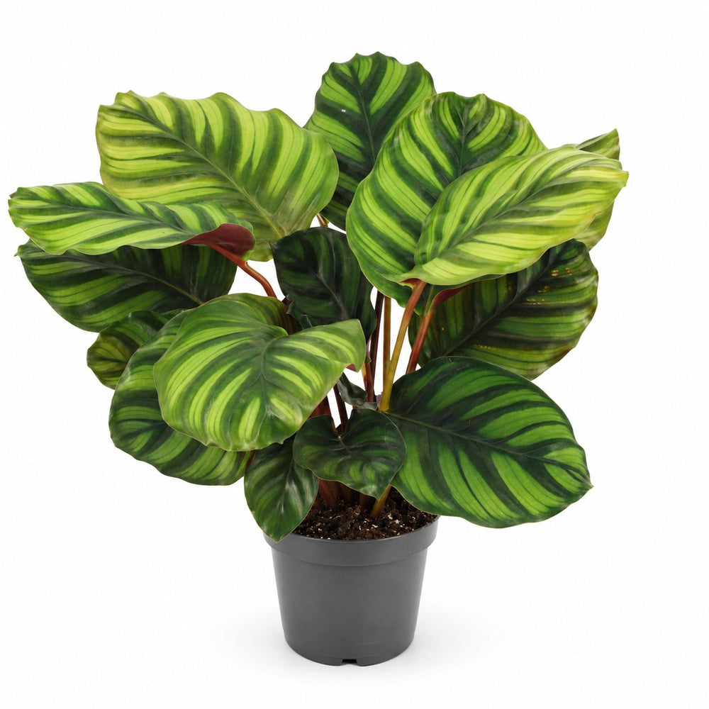 Calathea Fasciata (50cm) im Kulturtopf