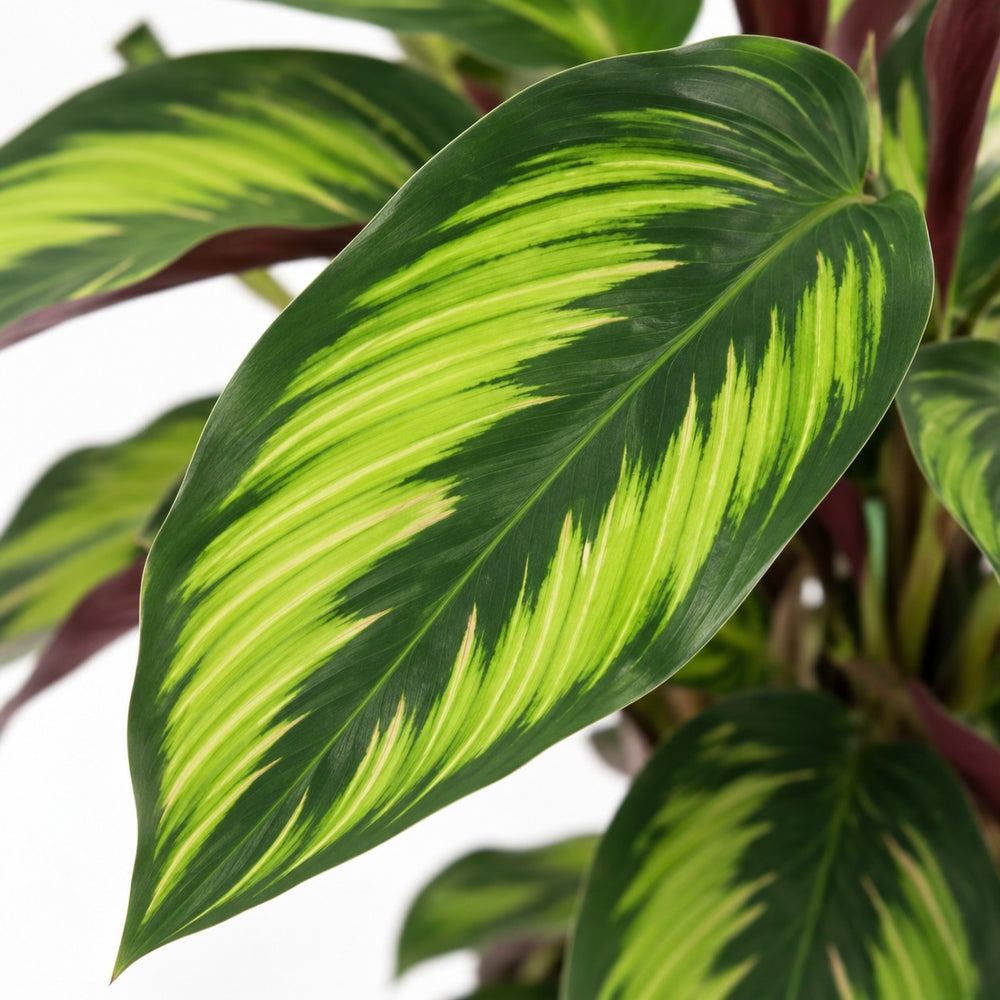 Calathea Majestica Princeps, Nahaufnahme Blatt