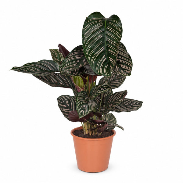 Calathea Ornata (75cm, Ø19cm) im Kulturtopf
