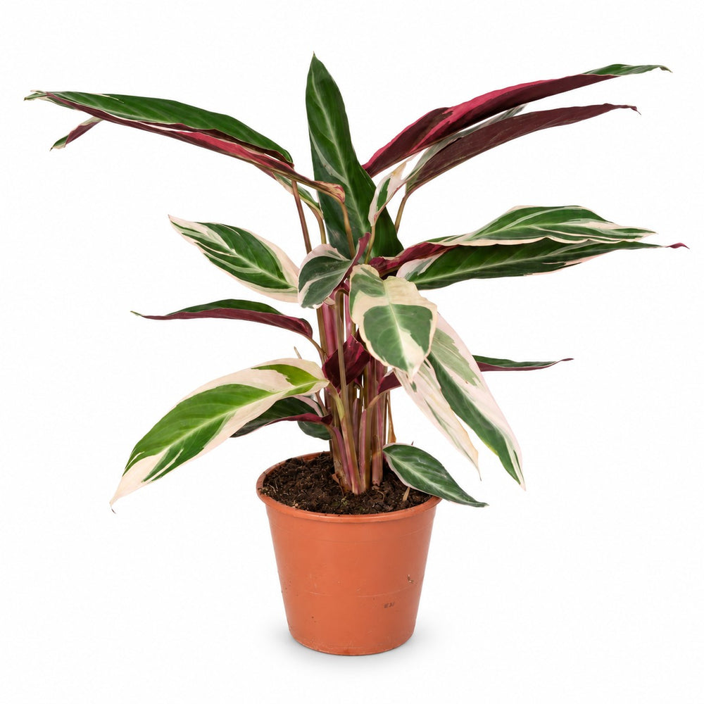 Calathea Triostar (70cm, Ø19cm) im Kulturtopf