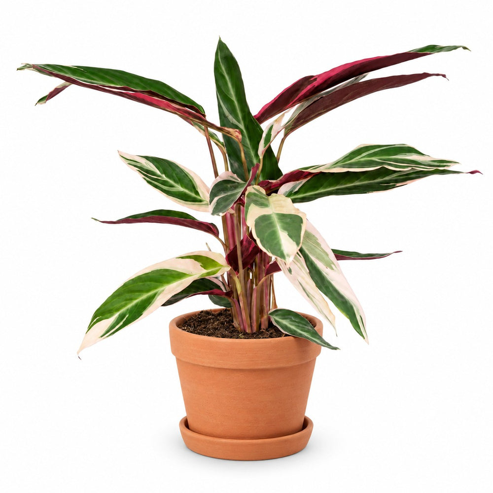 Calathea Triostar (70cm, Ø19cm), Stylingbeispiel im Übertopf (Übertopf nicht enthalten)