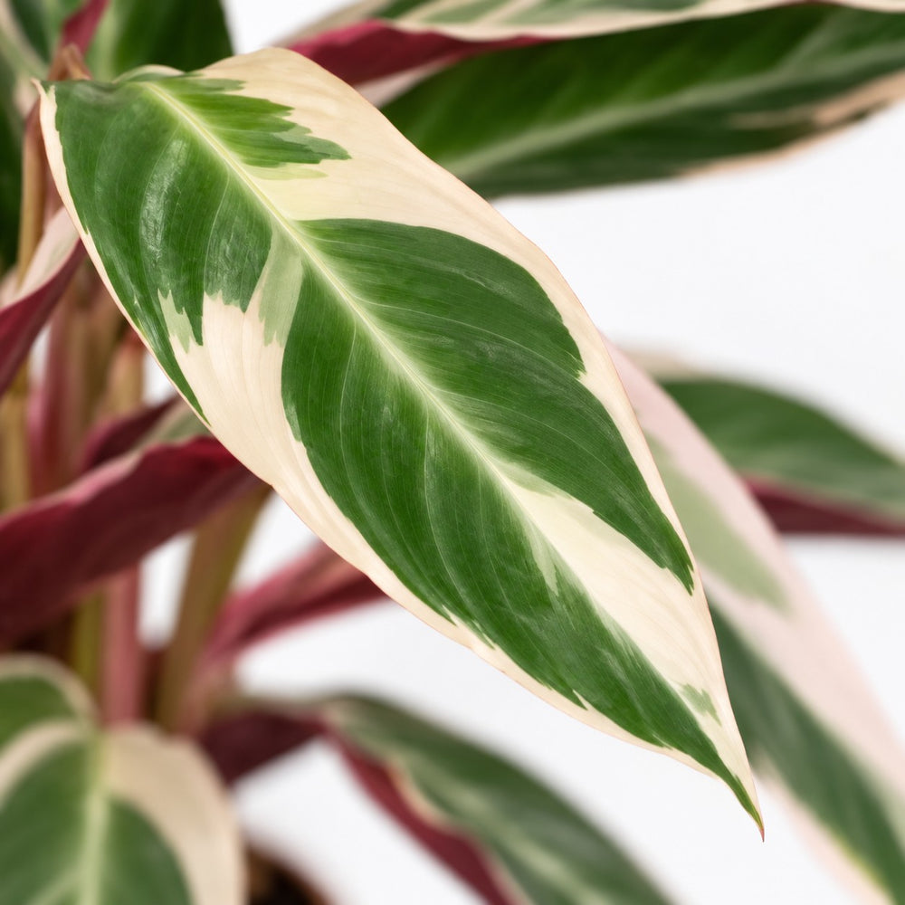 Calathea Triostar, Nahaufnahme Blatt